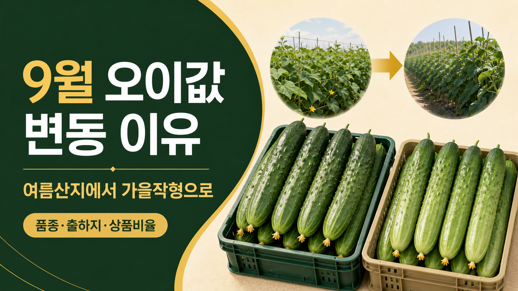 # 9월 오이값은 왜 움직일까—여름산지 종료와 가을작형 전환